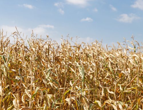 Biobased: The Future of EU Textiles